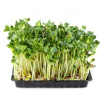 Broccoli_Sprouts